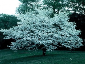 dogwood-cherokee-princess