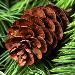 The Winter Landscape