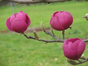 Black Tulip Magnolia
