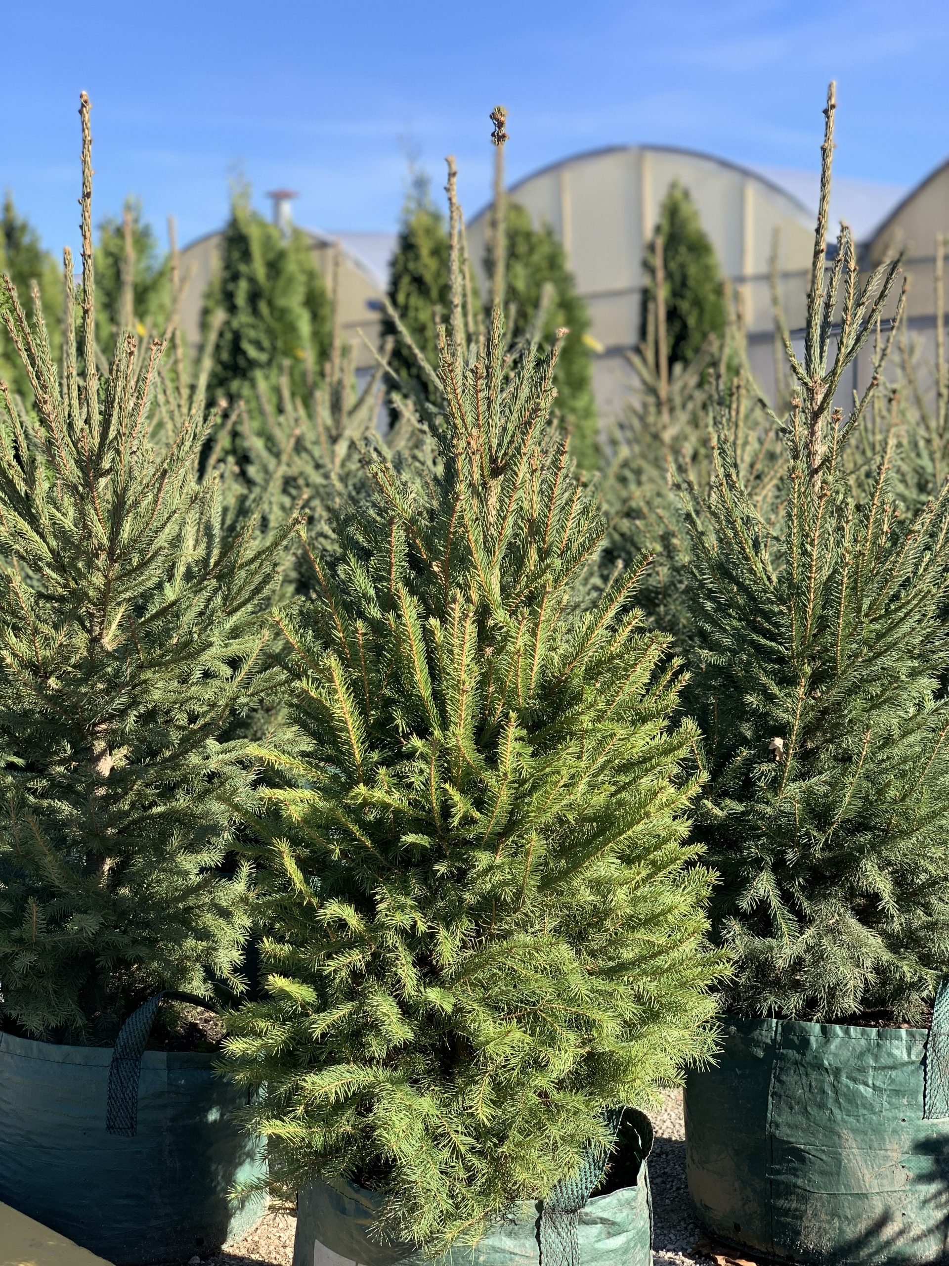 Living Christmas Trees