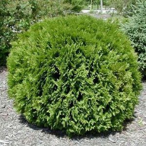 arborvitae-woodward-globe-tree