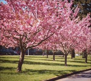 kwanzan-cherry-tree-main