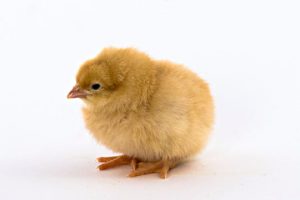 chick