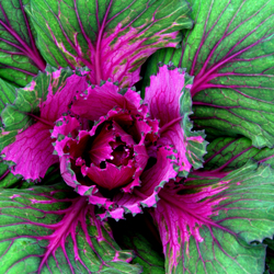 A Feast for the Eyes