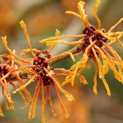 Choosing the Right Flowering Tree