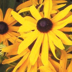 Protecting Our Pollinators