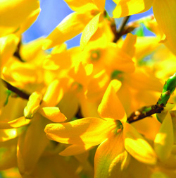 Pruning Forsythia