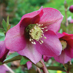 Dividing Hybrid Hellebores