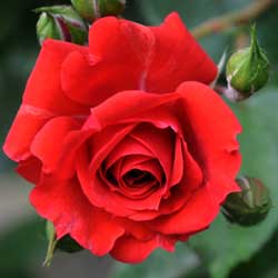 Rose – Queen of the Garden