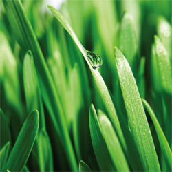 Spring Lawn Renovation