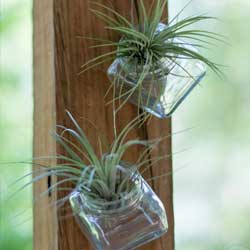 Putting on Airs: Tillandsias