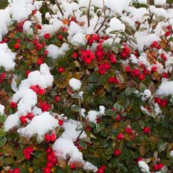 Anti-Desiccants: Why, What, and When