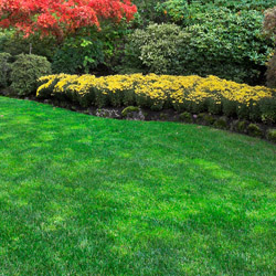 Fall Lawn Care