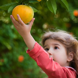 Plant a Tree This Fall