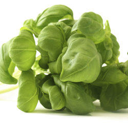 Basil: King of the Herbs