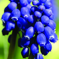 Nurturing Spring Bulbs