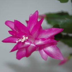 Holiday “Cactus” (Schlumbergera varieties)