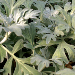 Cold-Tolerant Flowering Plants