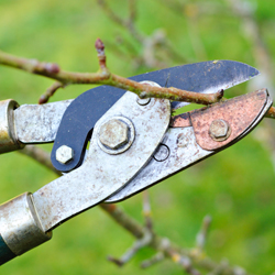 Dormant Pruning With the Proper Tools
