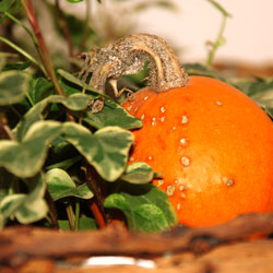 Entrance Way Evergreens