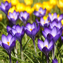 Fall Has Arrived But Spring Is Already in Our Sight