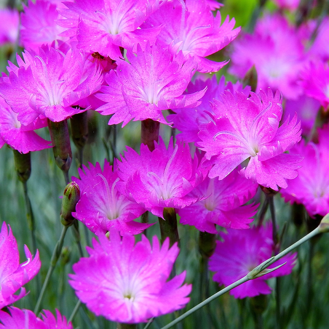 Dianthus ‘Firewitch’