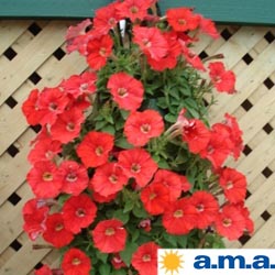 Growing in Flower Pouches