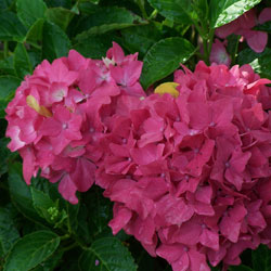 Versatile Hydrangeas