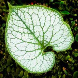 Brunnera