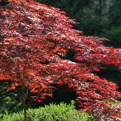 Choosing a Japanese Maple