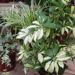 Let Me Out! Moving Houseplants Outside for the Season