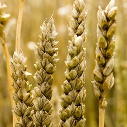 Healthy Soil: Winter Cover Crops