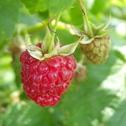 Pruning Red Raspberries