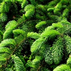 Spruce Up for the Holidays