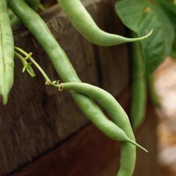 Growing Veggies in Containers