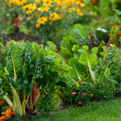 Gussy Up the Veggie Garden