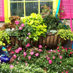 Wild About Window Boxes