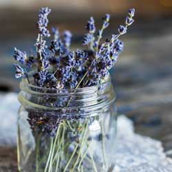 Holiday Gifts from The Garden