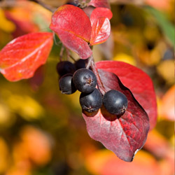 Fantastic Fall Shrubs