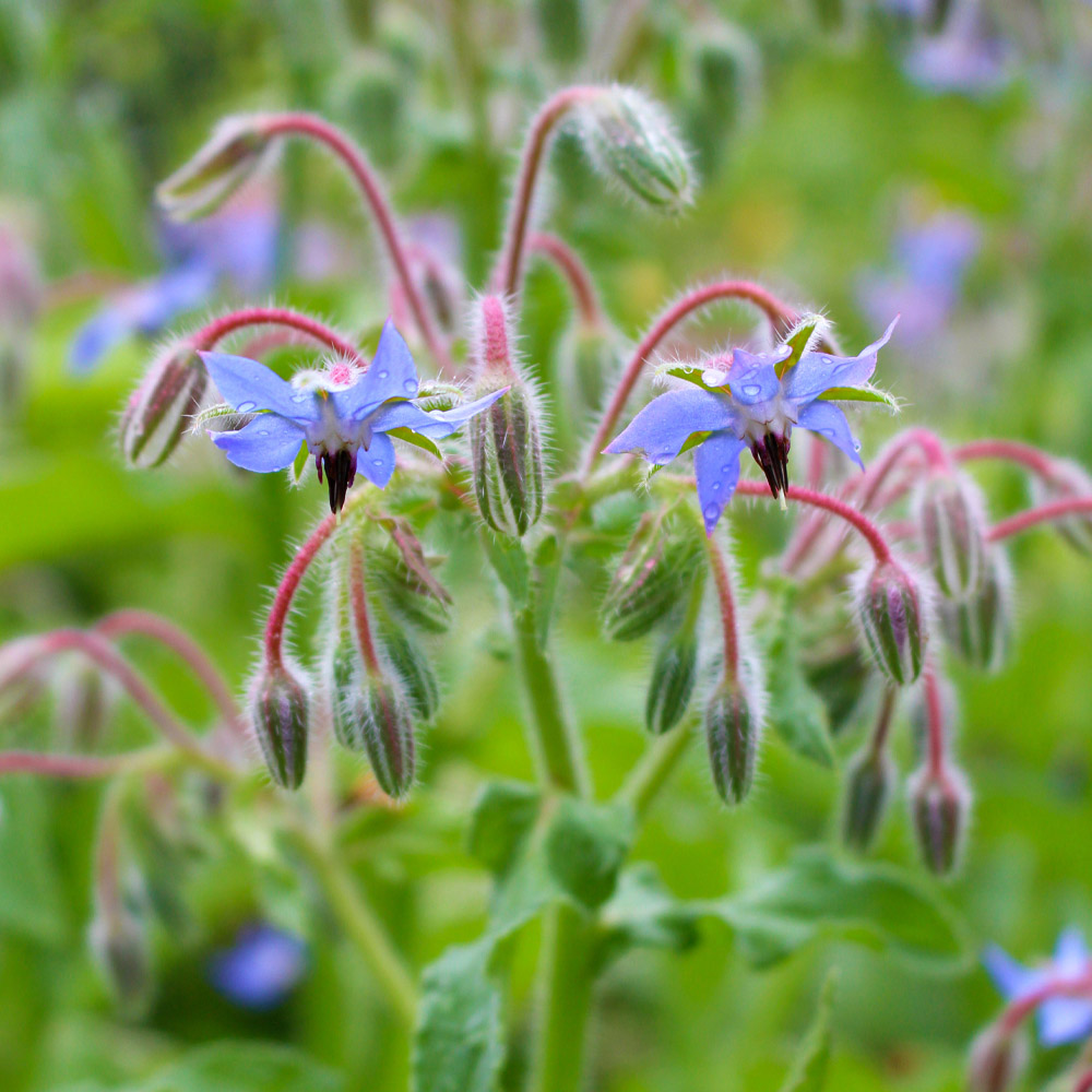 Our Favorite Edible Flowers