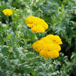 Why Is Deadheading Your Flowers Important?