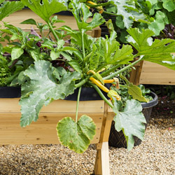 Growing Vegetables in Pots