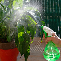 5 Most Common Houseplant Pests