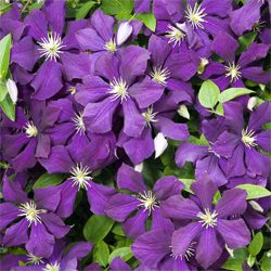 Clematis