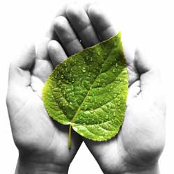 Protecting Trees From Drought Stress