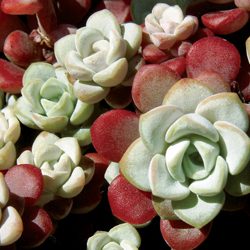 Sedum: A Sunny Ground Cover Solution