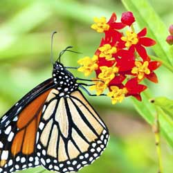 Naturescaping With Regional Perennial Wildflowers