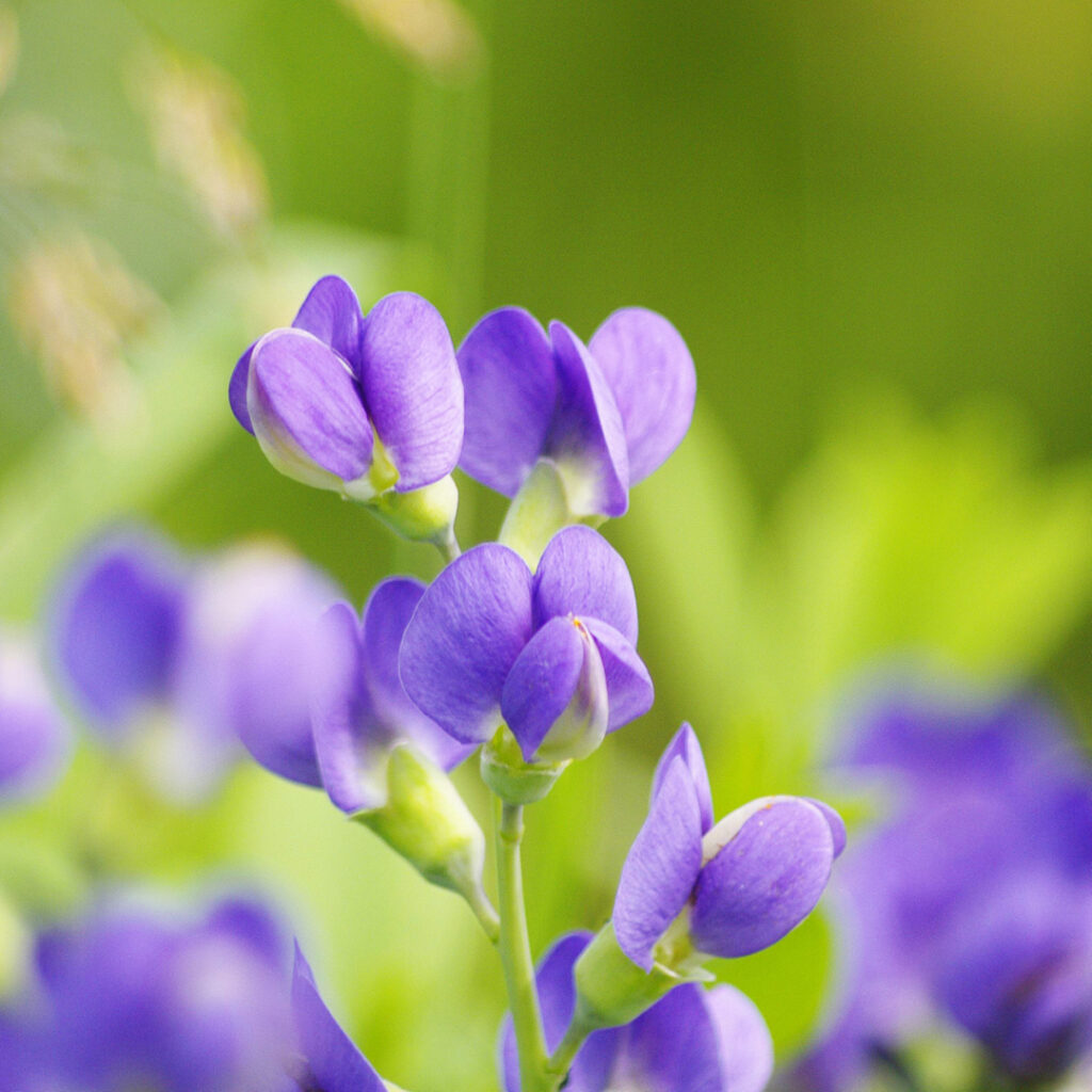 Baptisia Briefing: Growing A North American Native