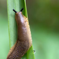 Battling Bugs of Summer