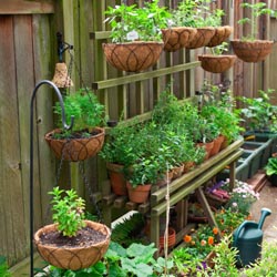 Growing and Storing Herbs